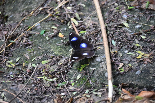 Great Eggfly