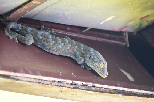 Tokay Gecko