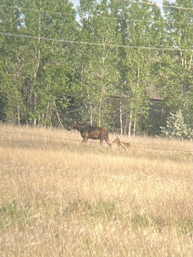 Moose