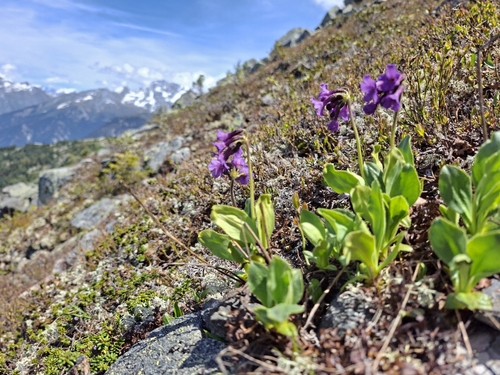 Viscid Primrose