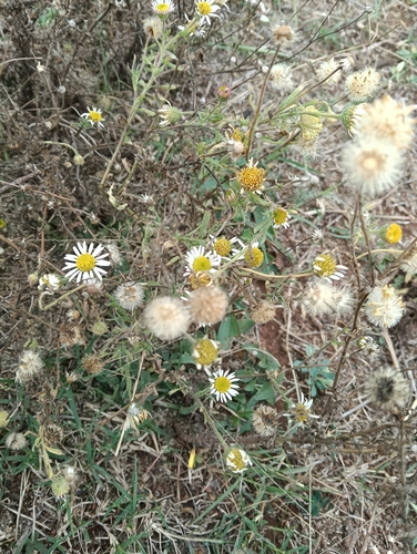 Hysterionica resinosa