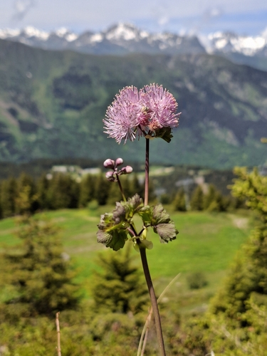 French meadow-rue