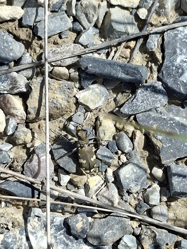 Cicindela sylvicola