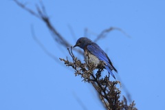 Western Bluebird