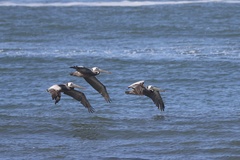 California Brown Pelican
