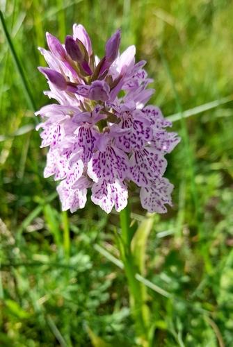 heath spotted orchid