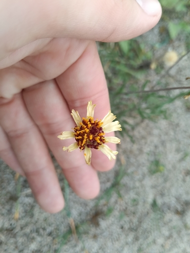 Helenium uniflorum