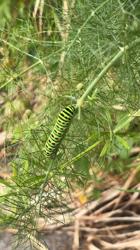 Old World Swallowtail