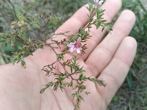 sticky waxweed