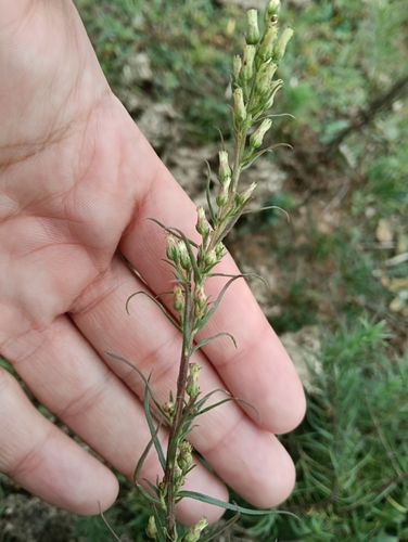 Baccharis coridifolia