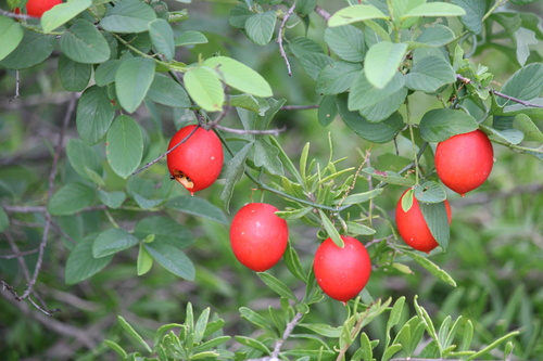 Slimlobe Globeberry
