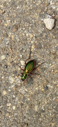 Golden Ground Beetle