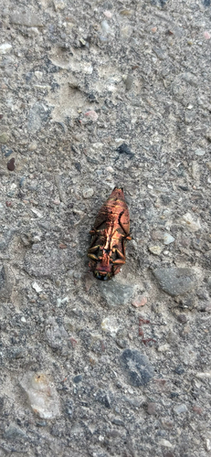 Dicerca berolinensis