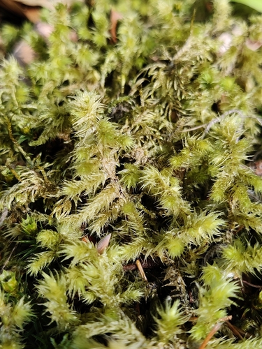 rough goose neck moss