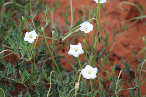 angel trumpets