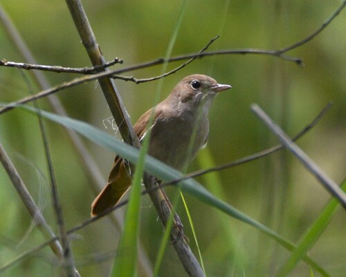 Common Nightingale