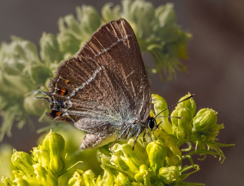 Blue-spot Hairstreak