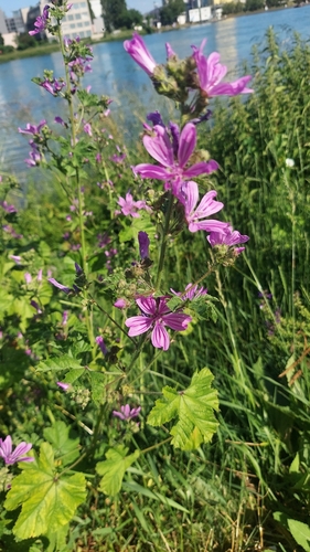 Common Mallow