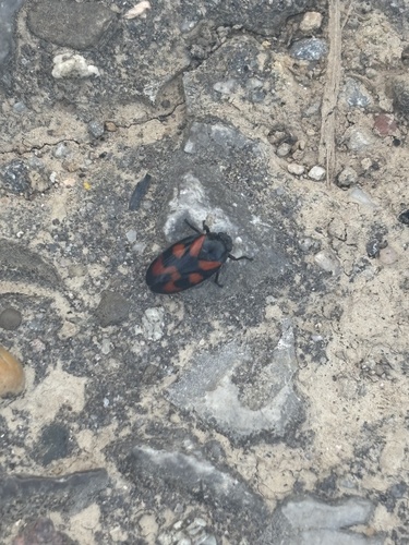 Common Froghopper