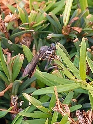 Stripe-legged Robber Fly