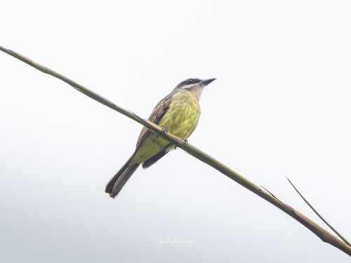 Golden-bellied Flycatcher