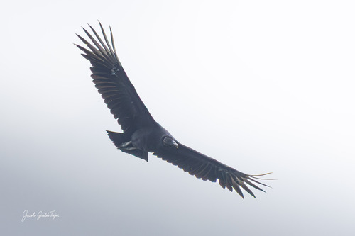 Black Vulture