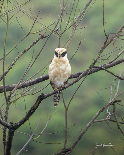Laughing Falcon