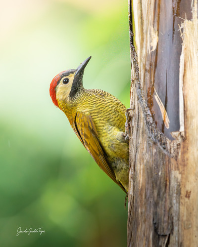 Golden-olive Woodpecker