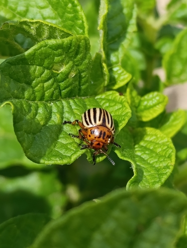 Colorado Potato Beetle