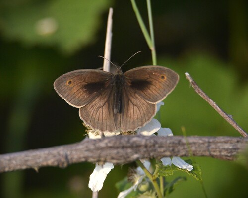 Meadow Brown