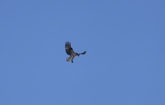 Osprey