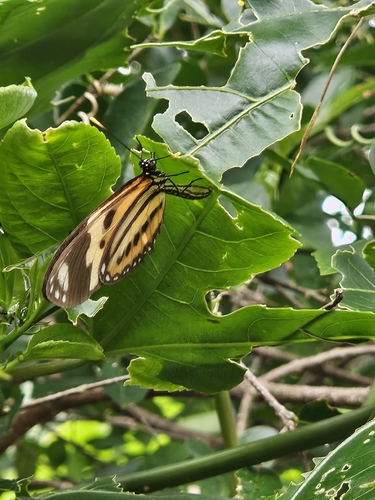 Isabella's Longwing