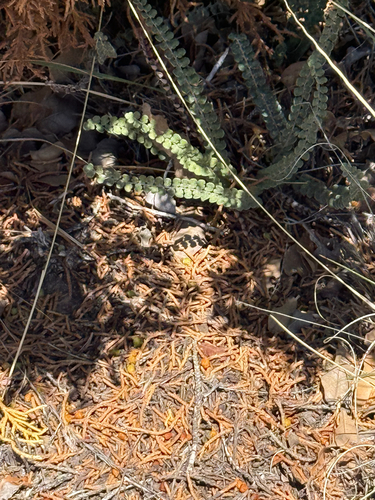 scaly cloak-fern