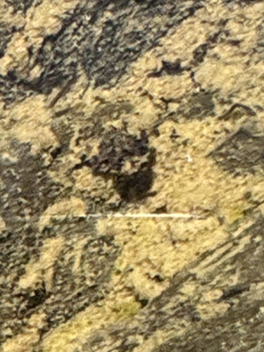 iNaturalist observation photo of Lepidostoma