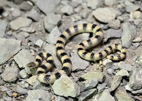 Ground Snake