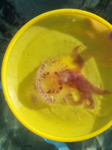 Mauve Stinger