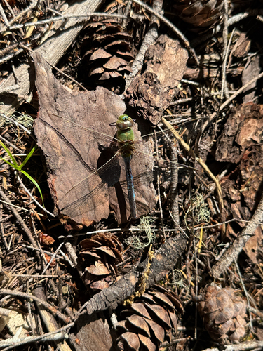 iNaturalist observation photo of Common Green Darner