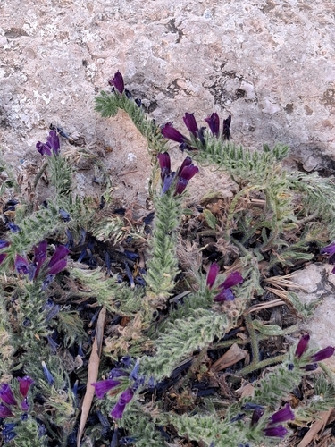 Echium sabulicola sabulicola