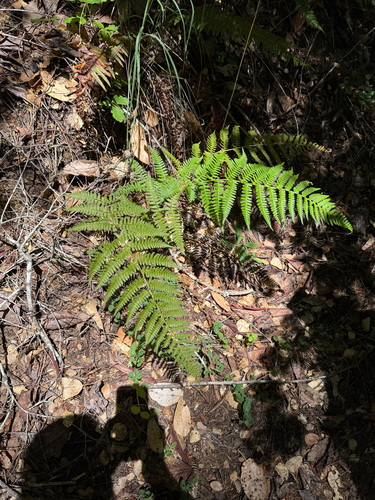 iNaturalist observation photo of coastal woodfern