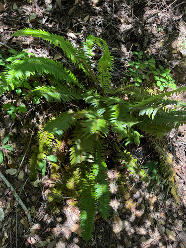 iNaturalist observation photo of western sword fern