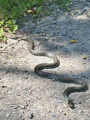 grass snake