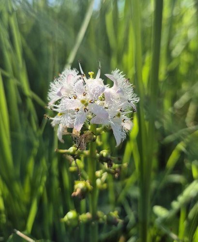 Bogbean