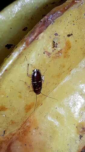 Lobopterella dimidiatipes
