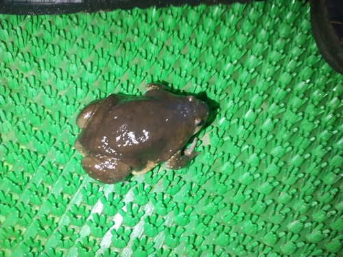 Indian Balloon Frog