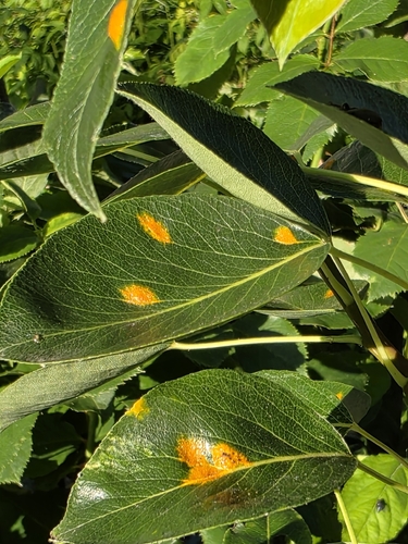 Pear Rust
