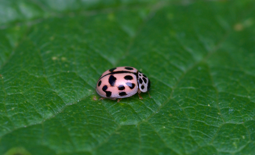 Poplar Ladybird Beetle