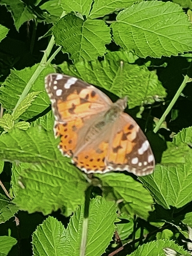 Painted Lady