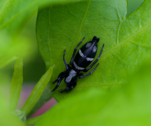 Aphantaulax trifasciata