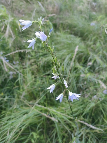 Rampion