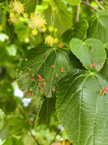 Red Nail Gall Mite